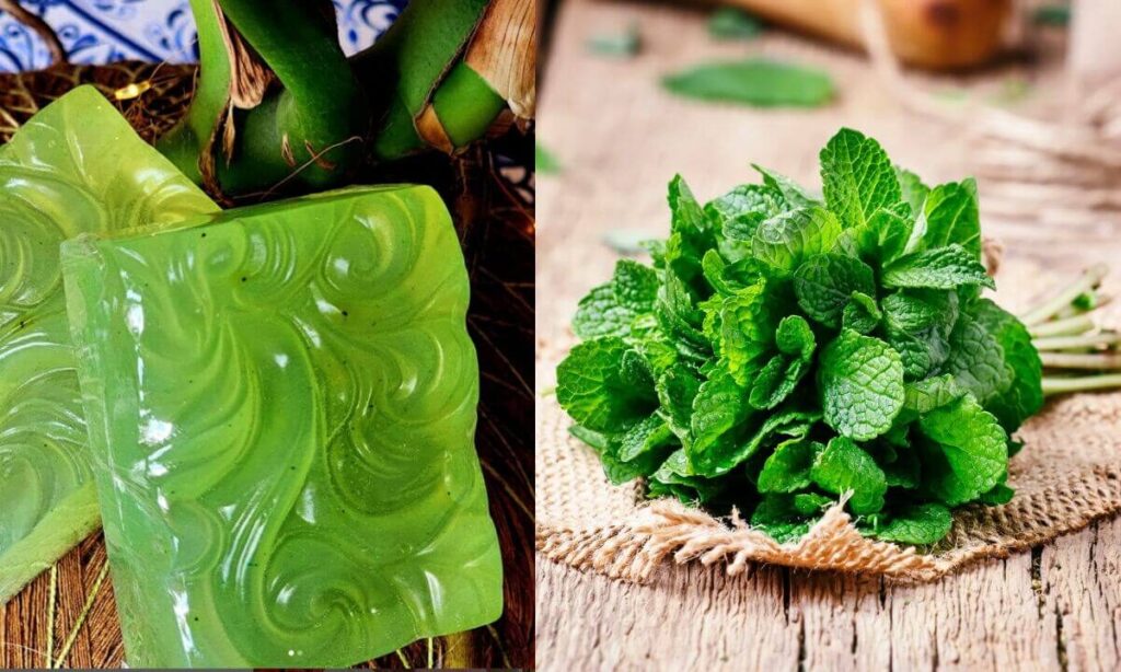 MENTA